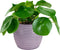 Duo Pilea Peperomioides – ↨ 20 cm – ⌀ 12 cm