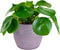 Duo Pilea Peperomioides – ↨ 20 cm – ⌀ 12 cm