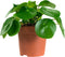 Duo Pilea Peperomioides – ↨ 20 cm – ⌀ 12 cm