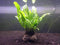 Dupla Plant Fix 2x 3 gram - Plantenlijm