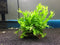 Dupla Plant Fix 2x 3 gram - Plantenlijm