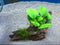 Dupla Plant Fix 2x 3 gram - Plantenlijm