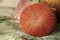 Dutch Decor - KAJA - Sierkussen rond velvet 40 cm - Potters Clay - oranje