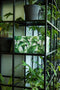 Dutch Design Brand - Dutch Design Storage Box - Opberdoos - Opbergbox - Bewaardoos - Groene bladeren - Green Leaves