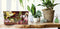 Dutch Design Brand - Dutch Design Storage Box - Opbergdoos - Natuur - Insecten - Bloemen - Vogels - Triptic