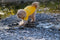 Dutchwide - Hondenjas - Regenjas Hond - Geel -Maat XL