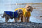 Dutchwide - Hondenjas - Regenjas Hond - Geel -Maat XXL