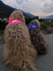 Dutchwide Lichtgevende Halsband Hond - Extra Sterk - M 37 cm tot 46 cm - Hondenhalsband - Klikhalsband - Verstelbaar - Reflecterend