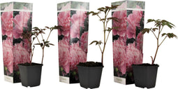 Plant in a Box - Paeonia officinialis - Set van 3 - meerjarige pioenrozen 'Sarah Bernhardt' - Kleur: roze - boerenpioen - Diameter 9 cm - Hoogte 0-40 cm