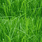 BikeCap Zadelhoes Grass | Fietszadelhoes - Fietszadeldek - Stof en waterafstotend