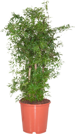 Polyscias Ming ↨ 90cm - hoge kwaliteit planten