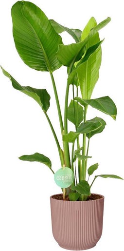 Strelitzia Nicolai in ELHO Vibes (roze) – ↨ 90 cm – ⌀ 22 cm