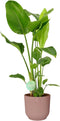 Strelitzia Nicolai in ELHO Vibes (roze) – ↨ 90 cm – ⌀ 22 cm