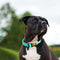 Hondenhalsband Dingo 14752 Groen 49 cm 31 cm