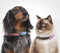 MINI DOG Tickless - Black - Anti Teek - Herlaadbaar