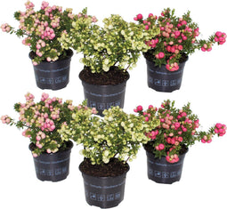 Plant in a Box - Gaultheria mucronata - Mix van 6 Pernettya - Parelbes winterhard en groenblijvend - Pot 10,5 cm - Hoogte 15-25cm