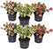Plant in a Box - Gaultheria mucronata - Mix van 6 Pernettya - Parelbes winterhard en groenblijvend - Pot 10,5 cm - Hoogte 15-25cm