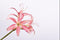 Silk-ka Kunstbloem-Zijden Bloem-Amaryllis Steel Zijde Roze 80 cm