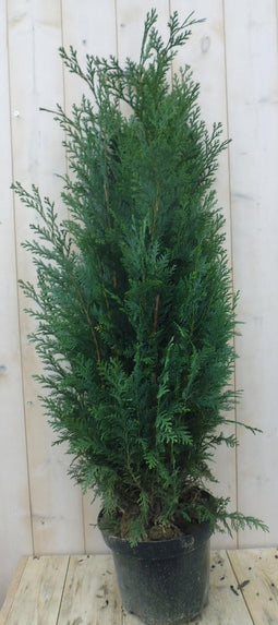 Dwergcipres Chamaecyparis Columnaris 110 cm