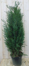Dwergcipres Chamaecyparis Columnaris 110 cm