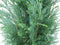 Dwergcipres Chamaecyparis Columnaris 110 cm