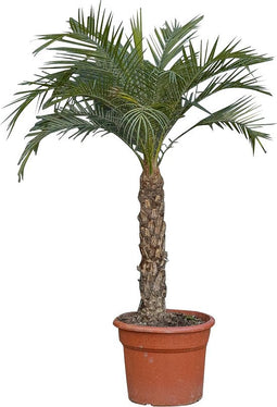 Dwergdadelpalm Phoenix roebelenii 112,5 cm