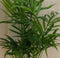 Dwergpalm Klein