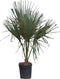 Dwergpalm Palmetto Sabal palmetto h 162,5 cm