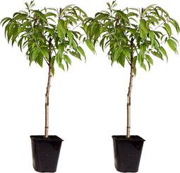 Dwergperzik - Set van 2 - Prunus Bonanza, Saturne - Hoogte 60-70cm - ⌀15cm