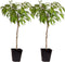 Dwergperzik - Set van 2 - Prunus Bonanza, Saturne - Hoogte 60-70cm - ⌀15cm