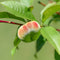 Dwergperzik - Set van 2 - Prunus Bonanza, Saturne - Hoogte 60-70cm - ⌀15cm