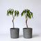 Dwergperzik - Set van 2 - Prunus Bonanza, Saturne - Hoogte 60-70cm - ⌀15cm
