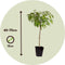 Dwergperzik - Set van 2 - Prunus Bonanza, Saturne - Hoogte 60-70cm - ⌀15cm