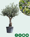 Olijfboom | Olea europaea 40-60 cm | Bomenbezorgd.nl