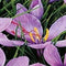 5 stuks - JUB - Crocus sativus 8 bollen