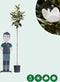 Magnolia grandiflora | Magnolia grandiflora 'Galissonière' 6-8 cm | Bomenbezorgd.nl