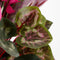 Mica Decorations Cyclaam Kunstplant in Bloempot Stan - H30 x Ø30 cm - Donkerroze