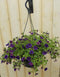 Petunia Million Bells paars