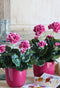 Mica Decorations Geranium Kunstplant in Bloempot Stan - H34 x Ø20 cm - Paars