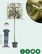 Steeneik leiboom 180 cm | Quercus ilex 4-6 cm 180 cm| Bomenbezorgd.nl