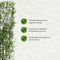 Hedge to Go - Spiraea vanhouttei Haag
