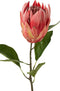 J-Line bloem Protea Tak - kunststof - rood - 6 stuks