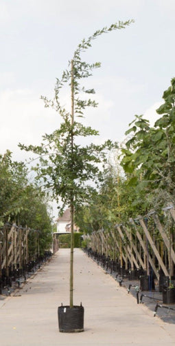 Moeraseik | Quercus Palustris 18-20 cm | Bomenbezorgd.nl