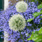 Plant in a Box - Allium Mount Everest - Bloembollen x6 - Allium - Wit - Groot en bolvormig