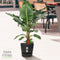 Bananenplant in Elho® Greenville pot – ↨ 80 cm – ⌀ 24 cm