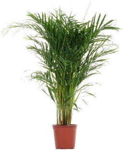 Dypsis lutescens (Areca) ↨ 90cm - hoge kwaliteit planten