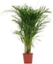 Dypsis lutescens (Areca) ↨ 90cm - hoge kwaliteit planten