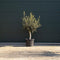 Olijfboom laag vertakt XL - Olea europea 120 - 140 cm totaalhoogte