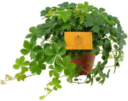 Goed & Groen - Parthenocissus Striata - ↨ 20cm - Potmaat 12 - Exclusieve Kwaliteit Planten - Kamer Plant - Kamerplanten - Sfeer - Interieur
