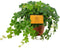 Goed & Groen - Parthenocissus Striata - ↨ 20cm - Potmaat 12 - Exclusieve Kwaliteit Planten - Kamer Plant - Kamerplanten - Sfeer - Interieur